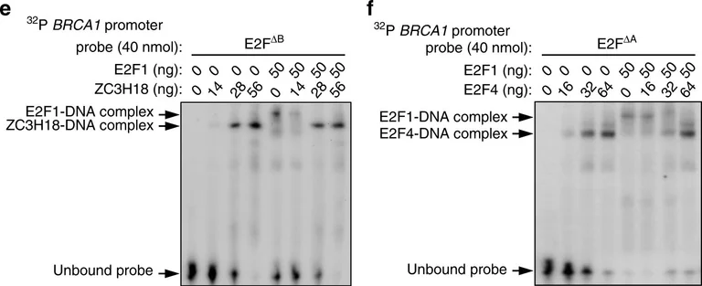 Western blot - Anti-E2F1 antibody [KH95] (AB4070)