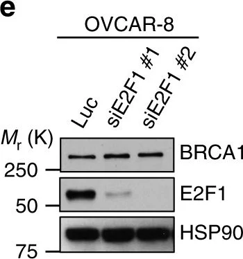 Western blot - Anti-E2F1 antibody [KH95] (AB4070)