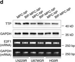 Western blot - Anti-E2F1 antibody [KH95] (AB4070)