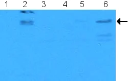 Western blot - Anti-E2F1 (phospho S364) antibody (AB5391)