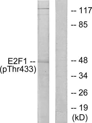 Western blot - Anti-E2F1 (phospho T433) antibody (AB55325)