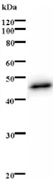 Western blot - Anti-E2F2 antibody [2302C4a] (AB70731)