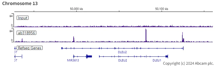 ChIP-sequencing - Anti-E2F2 antibody [EPR27391-170] (AB318956)