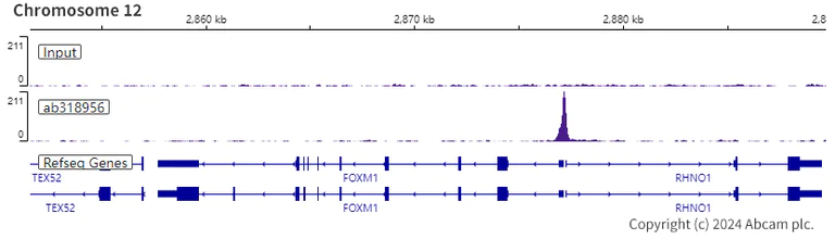 ChIP-sequencing - Anti-E2F2 antibody [EPR27391-170] - BSA and Azide free (AB318957)