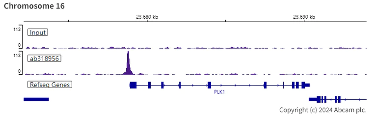 ChIP-sequencing - Anti-E2F2 antibody [EPR27391-170] - BSA and Azide free (AB318957)