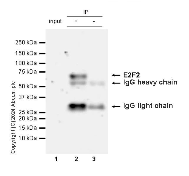 Immunoprecipitation - Anti-E2F2 antibody [EPR27391-170] - BSA and Azide free (AB318957)