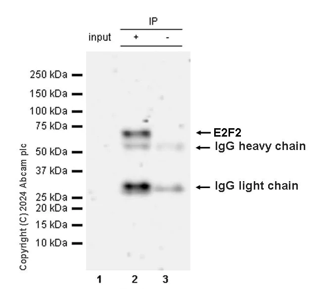 Immunoprecipitation - Anti-E2F2 antibody [EPR27391-170] - BSA and Azide free (AB318957)