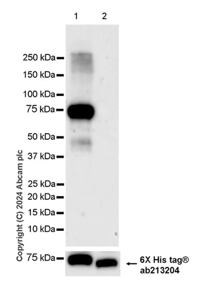 Western blot - Anti-E2F2 antibody [EPR27391-170] - BSA and Azide free (AB318957)