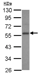 Western blot - Anti-E2F3 antibody (AB152126)