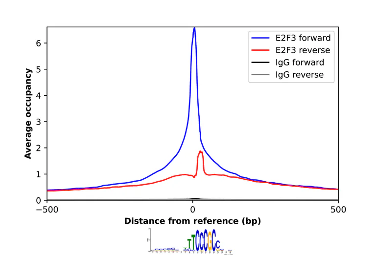 ChIP - Anti-E2F3 Antibody (AB327261)