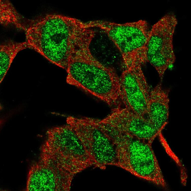 Immunocytochemistry/ Immunofluorescence - Anti-E2F3 Antibody (AB327261)