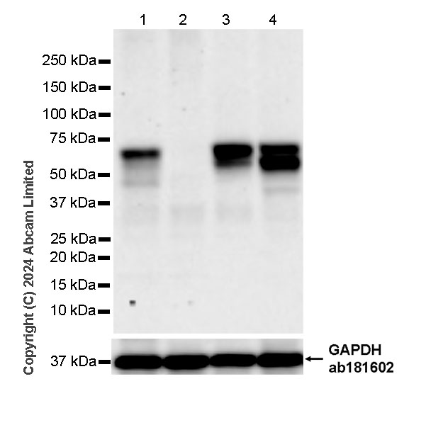Western blot - Anti-E2F3 antibody [EPR28928-50] - BSA and Azide free (AB320732)