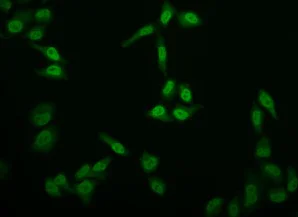 Immunocytochemistry/ Immunofluorescence - Anti-E2F4 antibody [24E12] (AB314180)