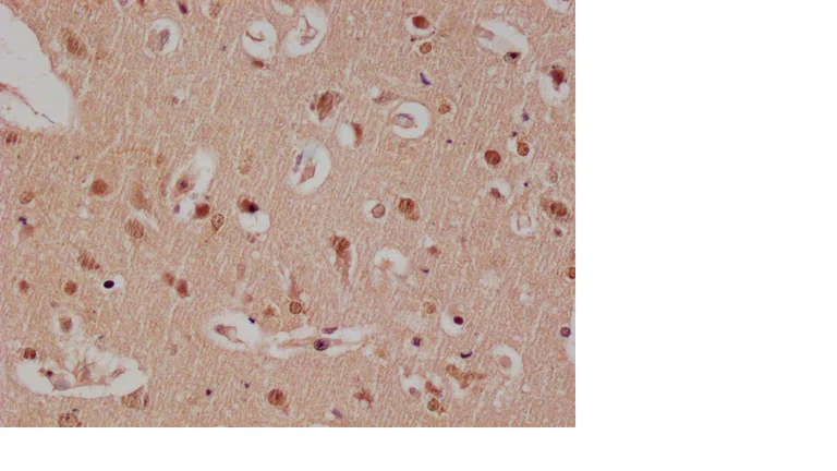 Immunohistochemistry (Formalin/PFA-fixed paraffin-embedded sections) - Anti-E2F4 antibody [24E12] (AB314180)