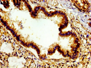 Immunohistochemistry (Formalin/PFA-fixed paraffin-embedded sections) - Anti-E2F4 antibody (AB234997)