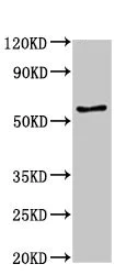 Western blot - Anti-E2F4 antibody (AB234997)