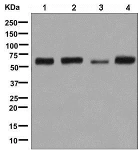 Western blot - Anti-E2F4 antibody [EPR8259] (AB150360)