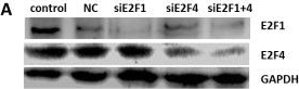 Anti-E2F4 antibody [EPR8259]