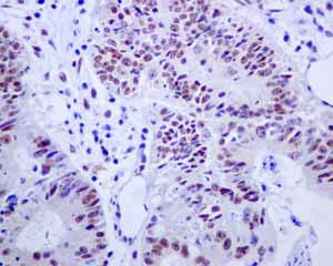 Immunohistochemistry (Formalin/PFA-fixed paraffin-embedded sections) - Anti-E2F4 antibody [EPR8259] - BSA and Azide free (AB240118)
