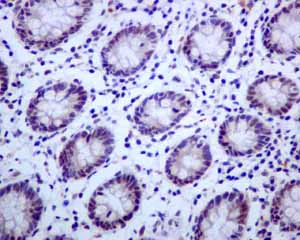 Immunohistochemistry (Formalin/PFA-fixed paraffin-embedded sections) - Anti-E2F4 antibody [EPR8259] - BSA and Azide free (AB240118)