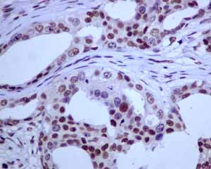 Immunohistochemistry (Formalin/PFA-fixed paraffin-embedded sections) - Anti-E2F4 antibody [EPR8259] - BSA and Azide free (ab240118), expandable thumbnail