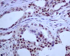 Immunohistochemistry (Formalin/PFA-fixed paraffin-embedded sections) - Anti-E2F4 antibody [EPR8259] - BSA and Azide free (AB240118)