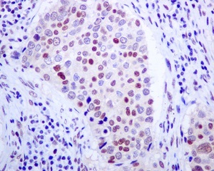 Immunohistochemistry (Formalin/PFA-fixed paraffin-embedded sections) - Anti-E2F4 antibody [EPR8259] - BSA and Azide free (AB240118), expandable thumbnail