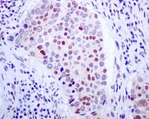 Immunohistochemistry (Formalin/PFA-fixed paraffin-embedded sections) - Anti-E2F4 antibody [EPR8259] - BSA and Azide free (AB240118)
