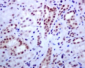 Immunohistochemistry (Formalin/PFA-fixed paraffin-embedded sections) - Anti-E2F4 antibody [EPR8259] - BSA and Azide free (AB240118), expandable thumbnail