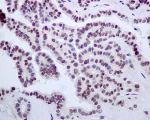Immunohistochemistry (Formalin/PFA-fixed paraffin-embedded sections) - Anti-E2F4 antibody [EPR8259] - BSA and Azide free (AB240118)