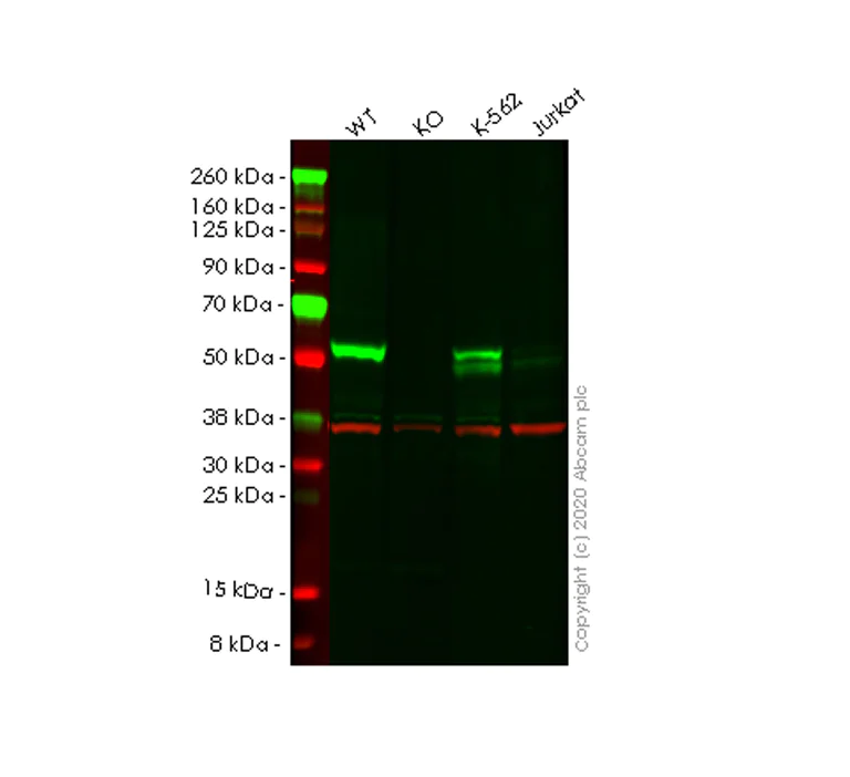 Western blot - Anti-E2F4 antibody [EPR8259] - BSA and Azide free (AB240118)