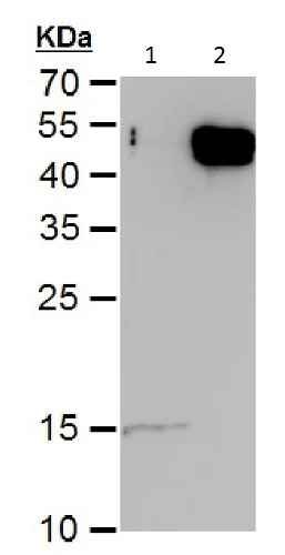 Western blot - Anti-E2F5 antibody (AB227587)