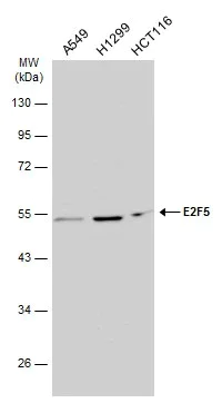 Western blot - Anti-E2F5 antibody (AB227587)