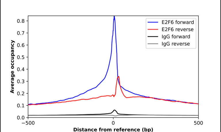 ChIP - Anti-E2F6 Antibody (AB327281)