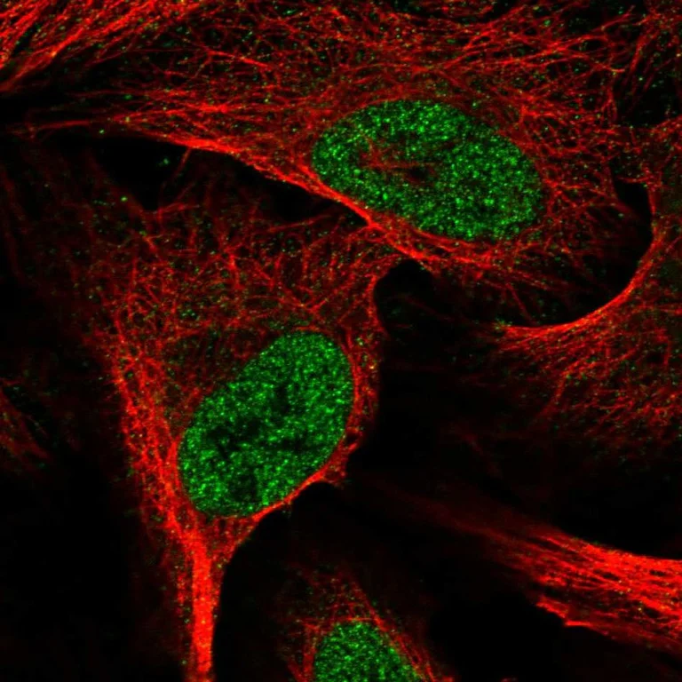 Immunocytochemistry/ Immunofluorescence - Anti-E2F6 Antibody (AB327281)
