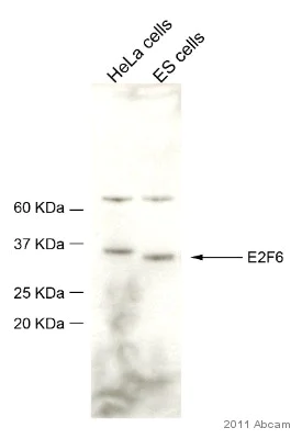 Western blot - Anti-E2F6 antibody (AB53061)