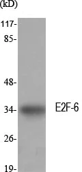 Western blot - Anti-E2F6 antibody (AB53061)