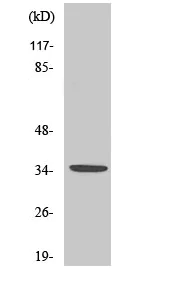 Western blot - Anti-E2F6 antibody (AB53061)