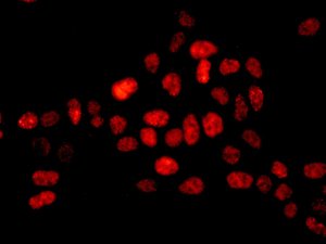 Immunocytochemistry/ Immunofluorescence - Anti-E2F6 antibody [EPR11201] - BSA and Azide free (AB249226), expandable thumbnail