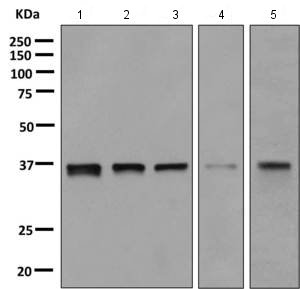 Western blot - Anti-E2F6 antibody [EPR11201] - BSA and Azide free (AB249226), expandable thumbnail