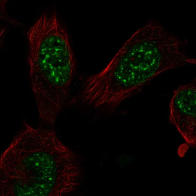 Immunocytochemistry/ Immunofluorescence - Anti-E2F7 Antibody (AB327260)