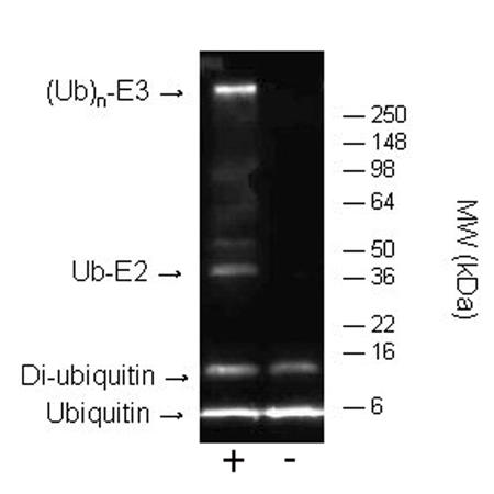 Western blot - E3 Ligase Auto-Ubiquitylation Assay Kit (AB139469), expandable thumbnail