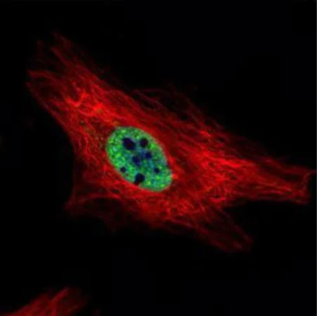 Immunocytochemistry/ Immunofluorescence - Anti-E3 SUMO-protein ligase PIAS4/PIASy antibody (AB137500)