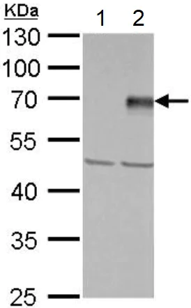 Western blot - Anti-E3 SUMO-protein ligase PIAS4/PIASy antibody (AB137500)