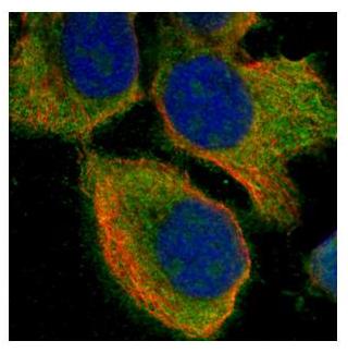 Immunocytochemistry/ Immunofluorescence - Anti-E3 ubiquitin-protein ligase MUL1 antibody (AB155511), expandable thumbnail