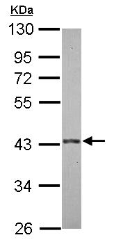 Western blot - Anti-E3 ubiquitin-protein ligase MUL1 antibody (AB155511), expandable thumbnail