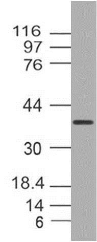 Western blot - Anti-E3 ubiquitin-protein ligase MUL1 antibody [ABM4F71] - C-terminal (AB210929)