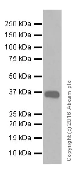 Western blot - Anti-E3 ubiquitin-protein ligase MUL1 antibody [EPR20241] (AB209263)