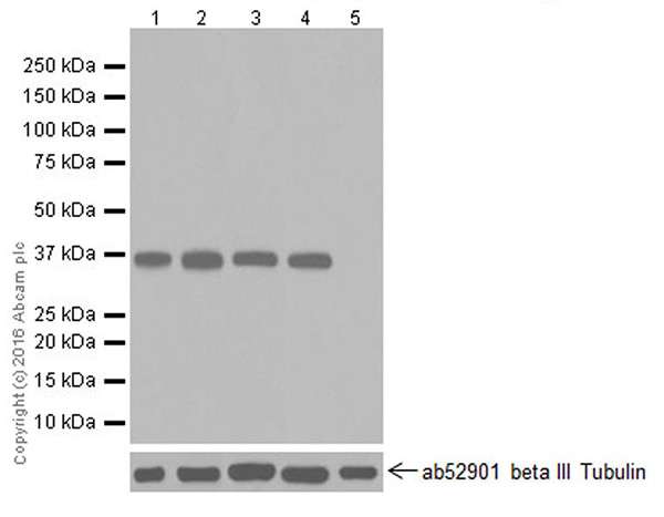 Anti-E3 ubiquitin-protein ligase MUL1 antibody [EPR20241]