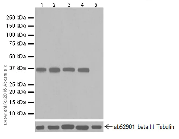 Western blot - Anti-E3 ubiquitin-protein ligase MUL1 antibody [EPR20241] (AB209263)